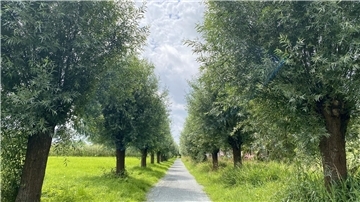 Eine wundervolle Weidenallee zieht sich zwischen den Ortsteilen Buschkämpen und Schierholz