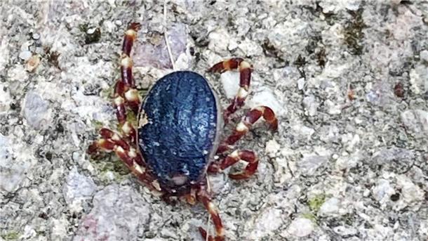 Riesenzecke breitet sich in Norditalien aus Eine Zecke der tropischen Gattung Hyalomma - gesichtet in Bobenheim-Roxheim (Rhein-Pfalz-Kreis).