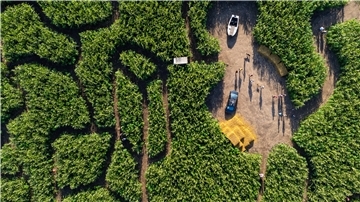 Einen Ausflug wert: Das Hanf-Mais-Labyrinth am Kliemannsland in Rüspel bei Zeven aus der Drohnen-Perspektive.