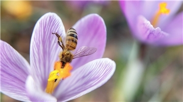 Klimawandel: Weniger Insekten bei frühem Frühlingserwachen Einen Tag vor dem offiziellen Frühlingsbeginn sammelt eine Biene Nektar aus einer Krokusblüte.