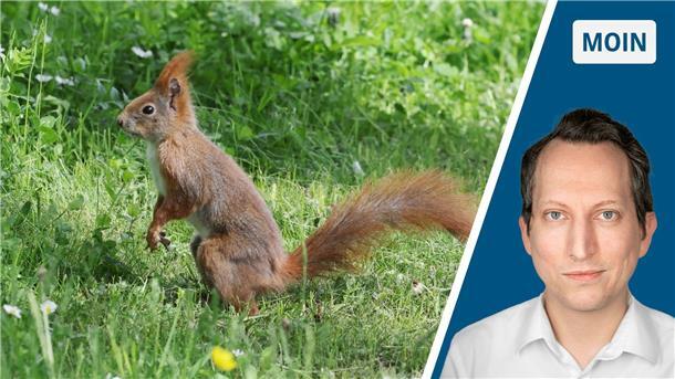 Eichhörnchen sitzt im Park. 