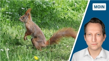Eichhörnchen sitzt im Park. 