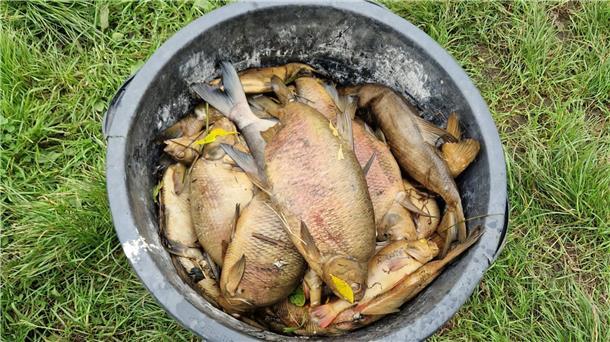 tote Fische aus der Geeste