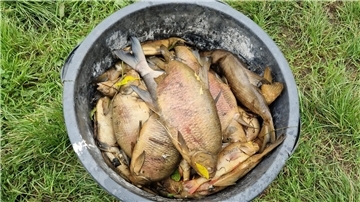 tote Fische aus der Geeste