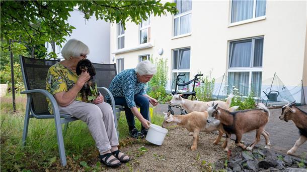 Einige Bewohnerinnen des Heims trauen sich schon nah an die Ziegen heran.