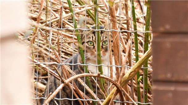 Einige Katzen warten erst im Gebüsch bis die Luft rein ist, um ans bereitgestellte Futter zu gehen.