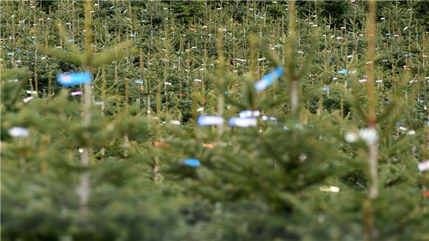 Weniger Weihnachtsbäume in Niedersachsen und Bremen - Preise steigen Einige Produzenten sind aus dem Weihnachtsbaumgeschäft ausgestiegen. (Archivbild)