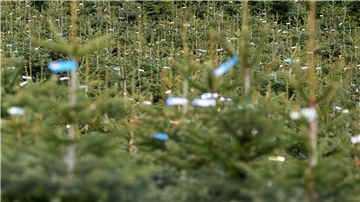 Weniger Weihnachtsbäume in Niedersachsen und Bremen - Preise steigen Einige Produzenten sind aus dem Weihnachtsbaumgeschäft ausgestiegen. (Archivbild)