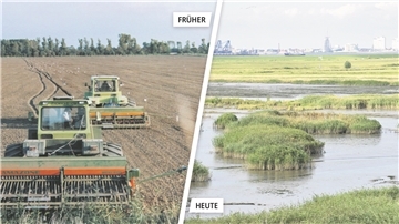 Einst wertvolles Ackerland, jetzt Naturschutzgebiet von internationaler Bedeutung: die Luneplate am südlichen Stadtrand von Bremerhaven.