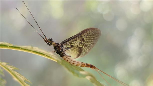 Fliegen und paaren unter Zeitdruck Eintagsfliegen haben zarte Flügel und einen langgezogenen Körper.