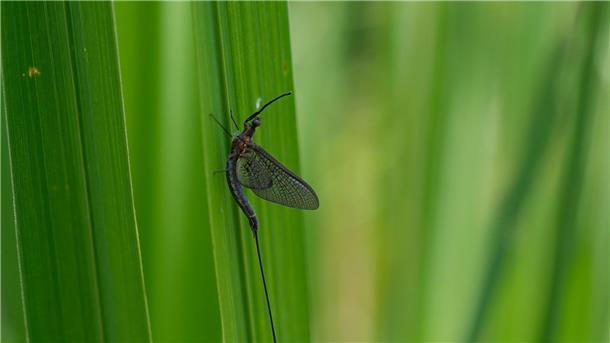 Fliegen und paaren unter Zeitdruck Eintagsfliegen sind oft in der Nähe von Gewässern zu finden.