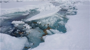Eisalge Melosira arctica in der Arktis.
