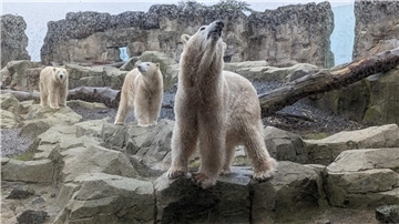 Eisbär-Mama Valeska und ihre Töchter Anna und Elsa gehören zu den Stars des Bremerhavener Zoos. Die drei verstehen sich nach wie vor bestens.
