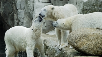 Drei Eisbären in ihrem Gehege.