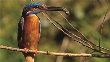Eisvogel mit Beute. 