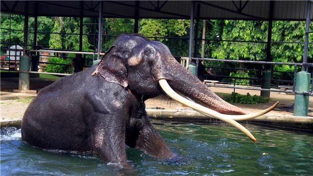 Elefant Sak Surin nimmt ein Bad im Dehiwala Zoo in Sri Lanka.
