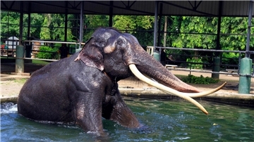 Elefant Sak Surin nimmt ein Bad im Dehiwala Zoo in Sri Lanka.