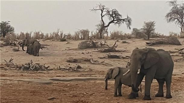 Fluch oder Segen: Hat Botsuana zu viele Elefanten? Elefanten im Makgadikgadi Pans Nationalpark in Botsuana.