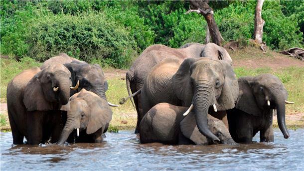 Fluch oder Segen: Hat Botsuana zu viele Elefanten? Elefanten trinken Wasser im Chobe-Nationalpark. (Archivbild)