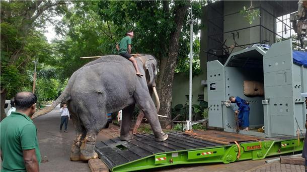 Elefantentreiber üben mit dem Elefant vor dem Transport das In-die-Box-steigen im Dehiwala Zoo in Colombo.