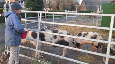 Elke Gillich sucht dringend eine neue Unterkunft für ihre drei Schweine und zahlreiche weitere Tiere. 
