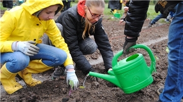 Kohlrabipflanzen werden in die Erde gesetzt