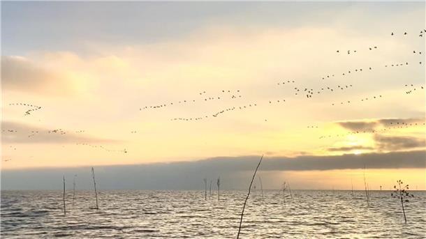 Ende Oktober an der Wurster Nordseeküste: Zugvogelzeit...