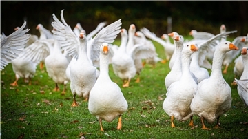 Endlich wieder draußen: Die 90 Gänse von Familie Lütjens aus Hymendorf genießen den morgendlichen Lauf über die Wiesen.
