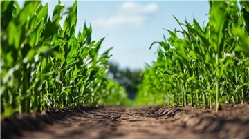 Er ist zum Sinnbild für die intensive Landwirtschaft geworden: der Mais, der mehr als die Hälfte der Ackerflächen im Cuxland belegt.