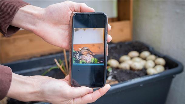 Kurios: Balkon-Ente „Erna“ brütet wieder - und auch die Mieterin ist wieder schwanger „Erna“ kommt erst morgens zurück zum Gelege, Niklas Almer hat sie fotografiert. Beim Fototermin war sie noch nicht von der Nahrungssuche zurück.