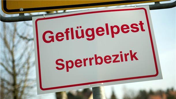 Weiterer Ausbruch der Geflügelpest im Landkreis Diepholz Erneut ist in Niedersachsen ein Fall von Geflügelpest festgestellt worden - betroffen ist diesmal ein Bestand von 10.000 Legehennen bei Barnstorf. (Archivbild)
