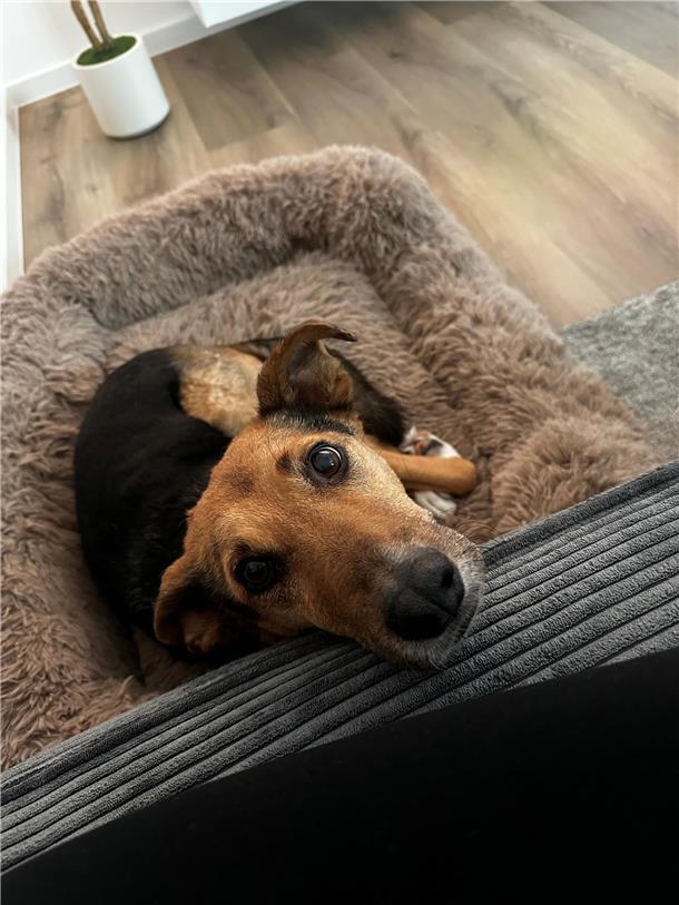 Ernie aus Bremerhaven:  Vor fünf Jahren kam er aus Rumänien, ein kleiner, ängstl...