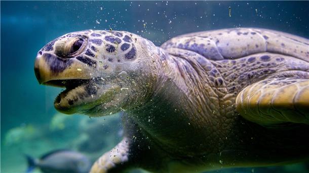 Ernie hat bislang im Sea Life im niederländischen Scheveningen gelebt und ist nun nach Wilhelmshaven umgezogen. 