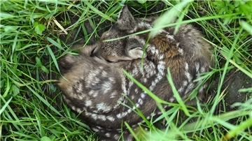 Ein Kitz im hohen Gras einer Wiese.