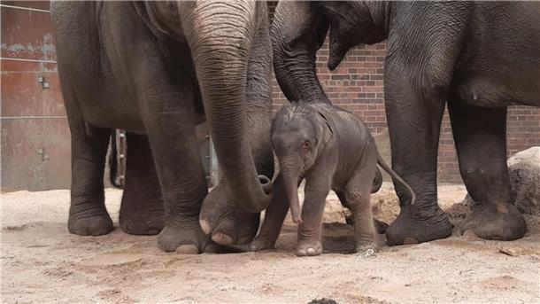 Elefantenjunges im Leipziger Zoo geboren Erste Schritte im Kreise der Familie: der noch namenlose Elefantenjungbulle mit seiner Mutter Pantha und Großmutter Kewa.