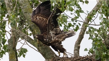 Erstmals haben auf der Weserinsel Strohauser Plate erfolgreich Seeadler gebrütet.
