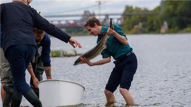 Seit fast zehn Jahren wieder Störe in die Elbe entlassen Erstmals seit fast zehn Jahren werden wieder junge Störe in die Elbe gesetzt.