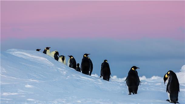 Es geht auch um ihren Lebensraum: Die Kaiserpinguine gehören zu den Arten, die im Weddellmeer auf Nahrungssuche gehen. In dieser Woche fällt die Entscheidung, ob große Teile des Weddellmeeres in der Antarktis unter Schutz gestellt werden.