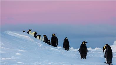 Es geht auch um ihren Lebensraum: Die Kaiserpinguine gehören zu den Arten, die im Weddellmeer auf Nahrungssuche gehen.