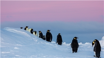 Es geht auch um ihren Lebensraum: Die Kaiserpinguine gehören zu den Arten, die im Weddellmeer auf Nahrungssuche gehen.