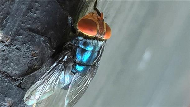 Rückkehr der Schraubenwurmfliege: USA fürchten Einschleppung Es gibt gute Möglichkeiten, die Neuwelt-Schraubenwurmfliege gezielt zu bekämpfen.