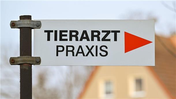 Es gibt in Deutschland Notrufnummern für schnelle Hilfe für erkrankte und verletzte Hunde und Katzen.