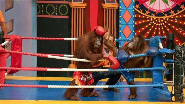 Es gibt Shows mit „boxenden“ Orang-Utans. 