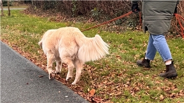 Hunde müssen oft angeleint geführt werden