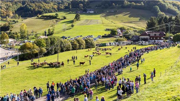 Schwarzwaldgemeinde feiert Rückkehr von Weidetieren Es ist nach Veranstalterangaben wie ein kleines Volksfest, wenn das Vieh von den Weiden in die Ställe zurückkehrt.