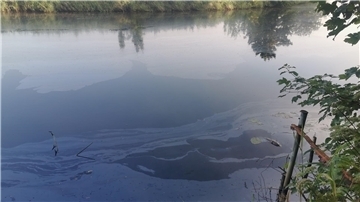 Es sieht aus wie ein Ölteppich, es ist aber keiner: Jede Menge organische Substanzen, die von Bakterien zersetzt werden, schwimmen auf der Lune und nehmen den Fischen den Sauerstoff.