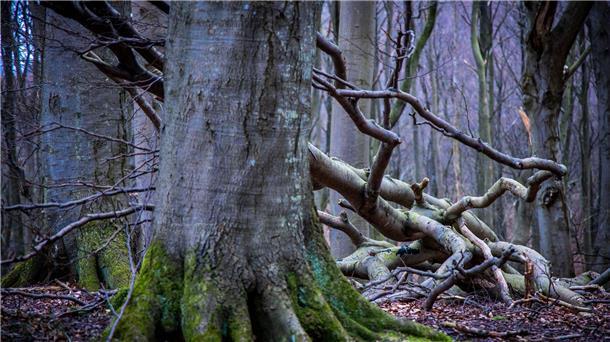Der deutsche Wald verschwindet Es sieht so aus, als könnten Buchen in Zukunft nicht mehr so alt und groß werden, sondern kleiner bleiben.