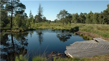 Das Foto zeigt eine idyllische Ecke im Tister Bauernmoor. 