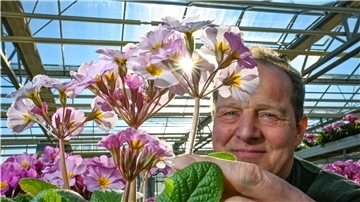 Es wird Frühling. Langsam, aber sicher. Auch Gärtnermeister Uwe Ablaß – hier mit einer lilafarbenen Schlüsselblume – freut sich. Seine Gewächshäuser sind voll mit Frühblühern.