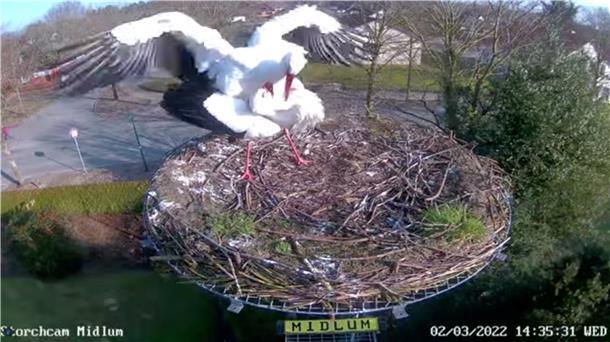 Es wird Frühling, und es gibt wieder Storchen-Fernsehen: Das Nest in Midlum ist bezogen, und eine Webcam überträgt das Storchen-Leben wieder live.